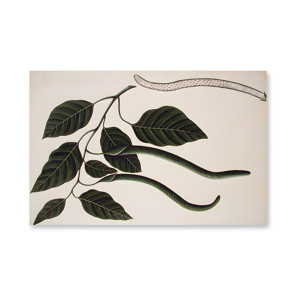 Fruit and leaves of one of the Bignoniaceae — view 4