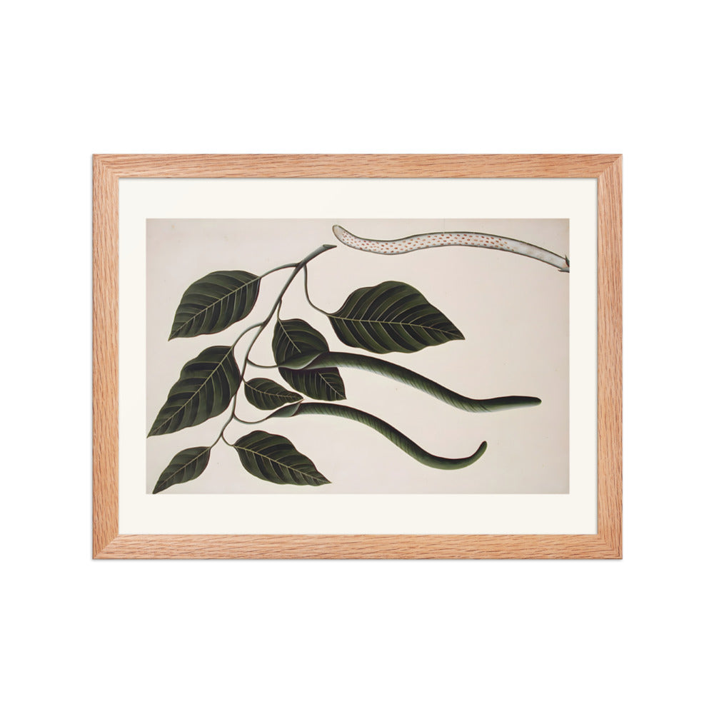 Fruit and leaves of one of the Bignoniaceae — view 2