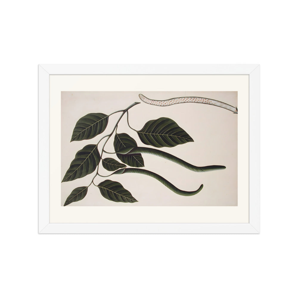 Fruit and leaves of one of the Bignoniaceae — view 3