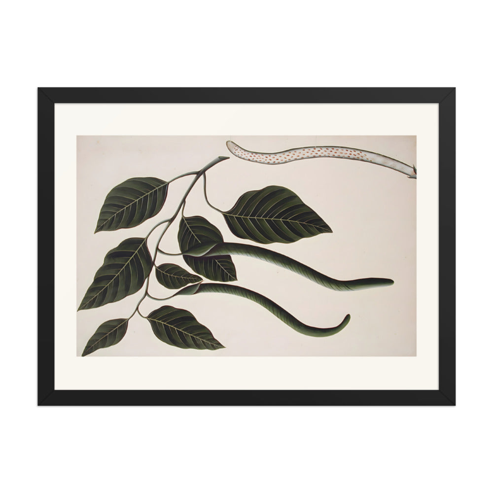Fruit and leaves of one of the Bignoniaceae — view 4