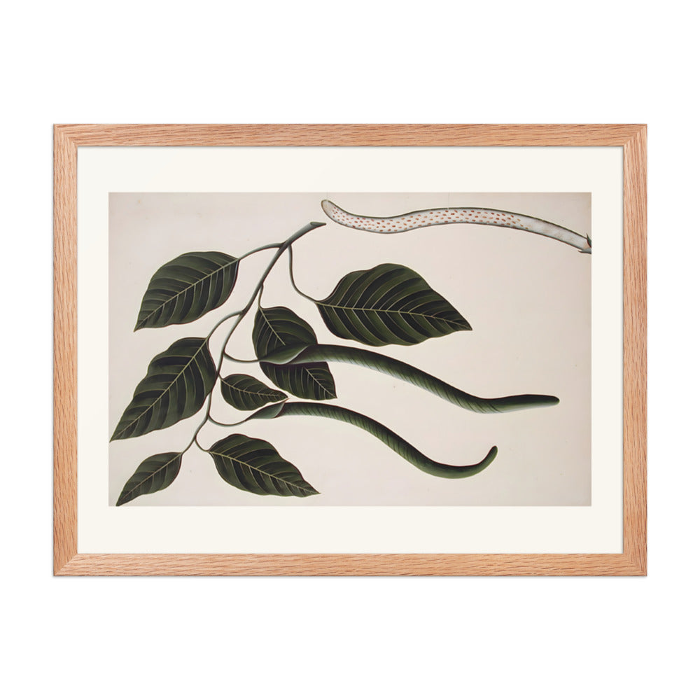 Fruit and leaves of one of the Bignoniaceae — view 5