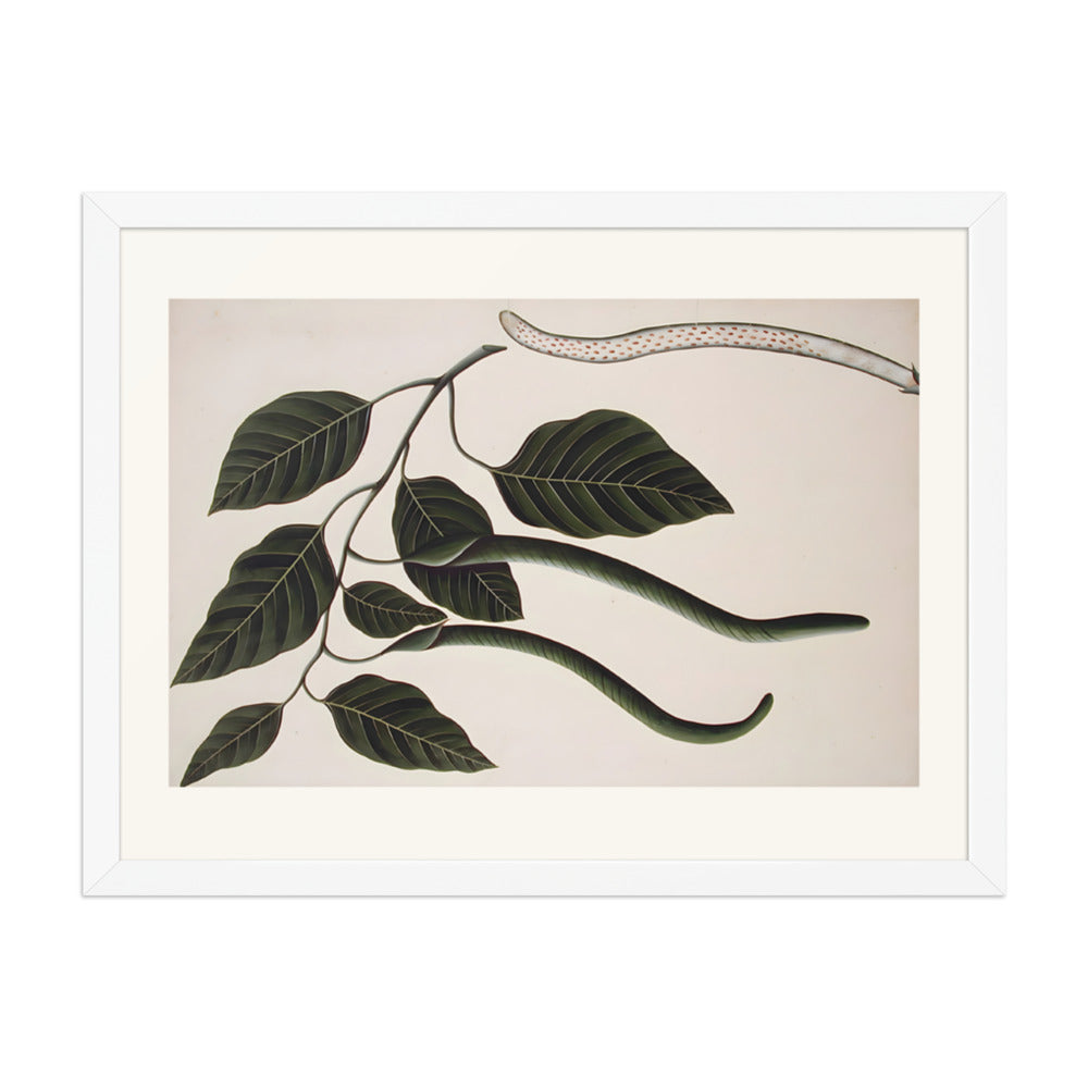 Fruit and leaves of one of the Bignoniaceae — view 6