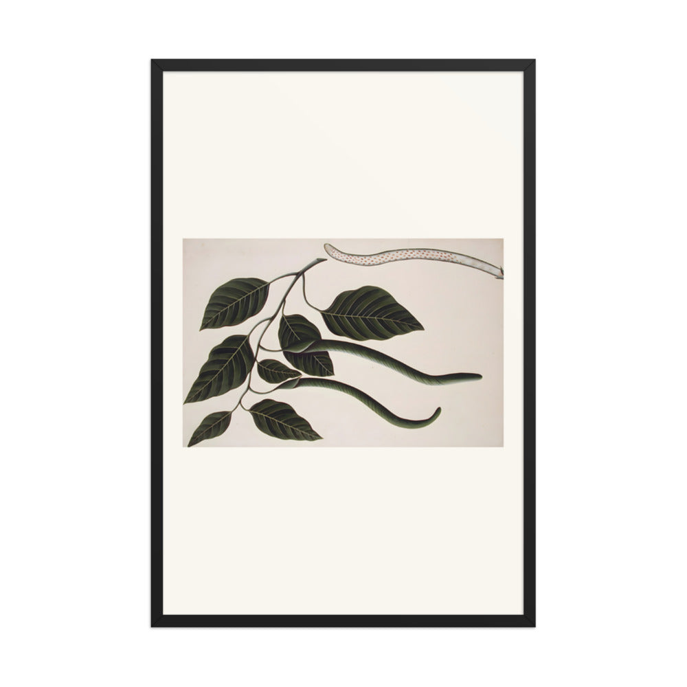 Fruit and leaves of one of the Bignoniaceae — view 7