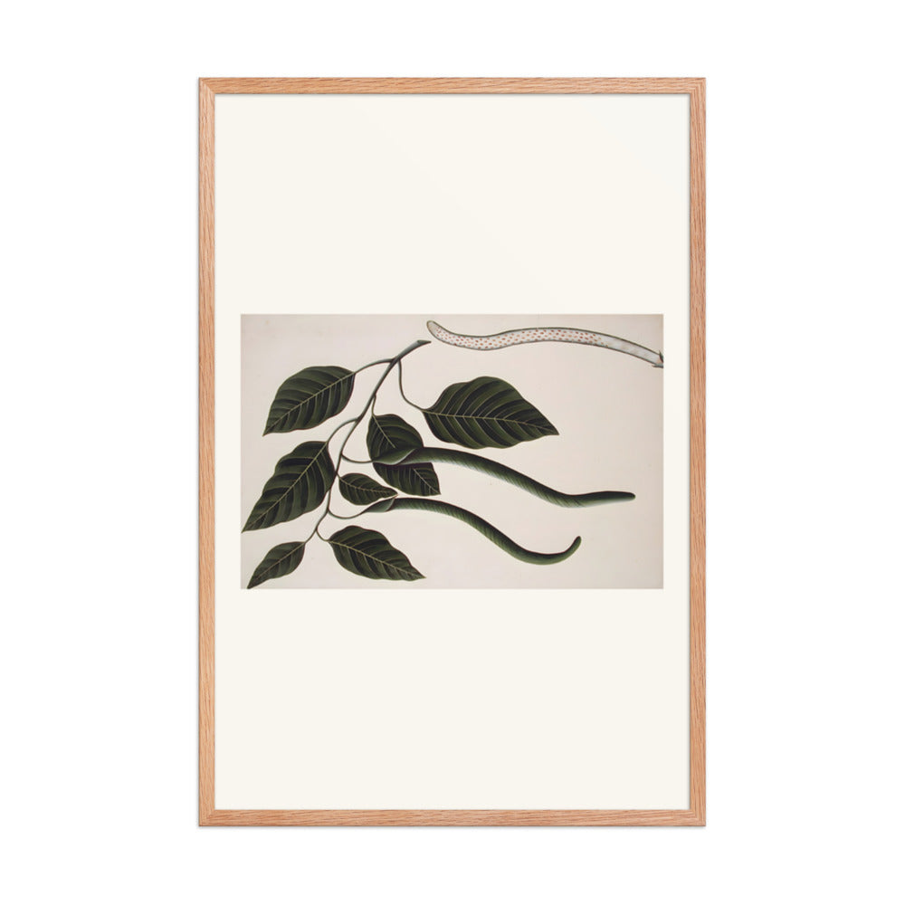 Fruit and leaves of one of the Bignoniaceae — view 8