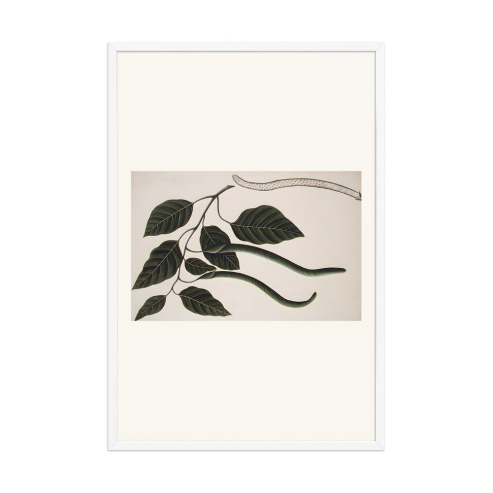 Fruit and leaves of one of the Bignoniaceae — view 9