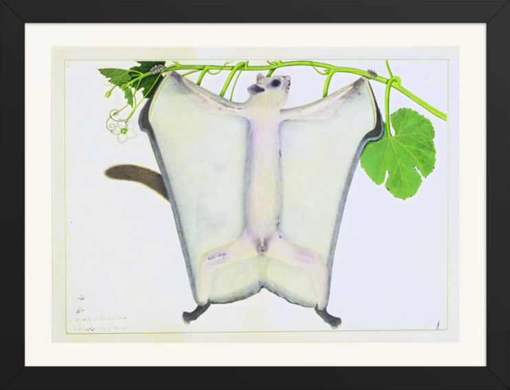 A Dwarf Flying Squirrel on a Creeper — Restored Indian Court Wall Art — view 8