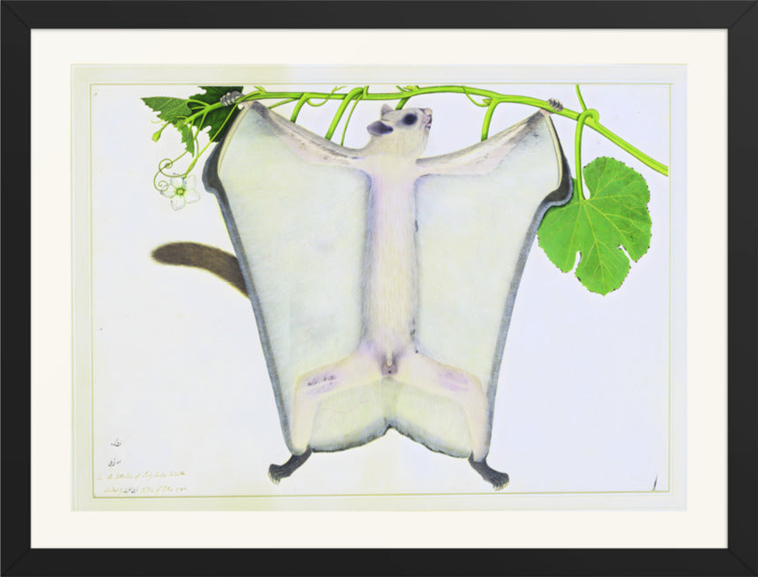 A Dwarf Flying Squirrel on a Creeper — Restored Indian Court Wall Art — view 9