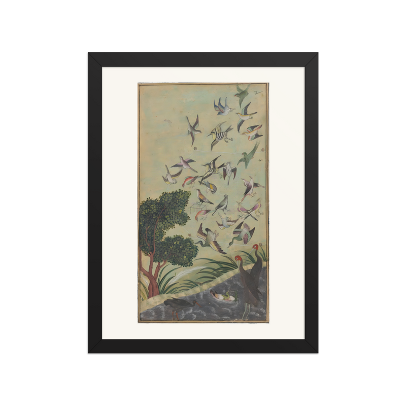 Birds at Baran