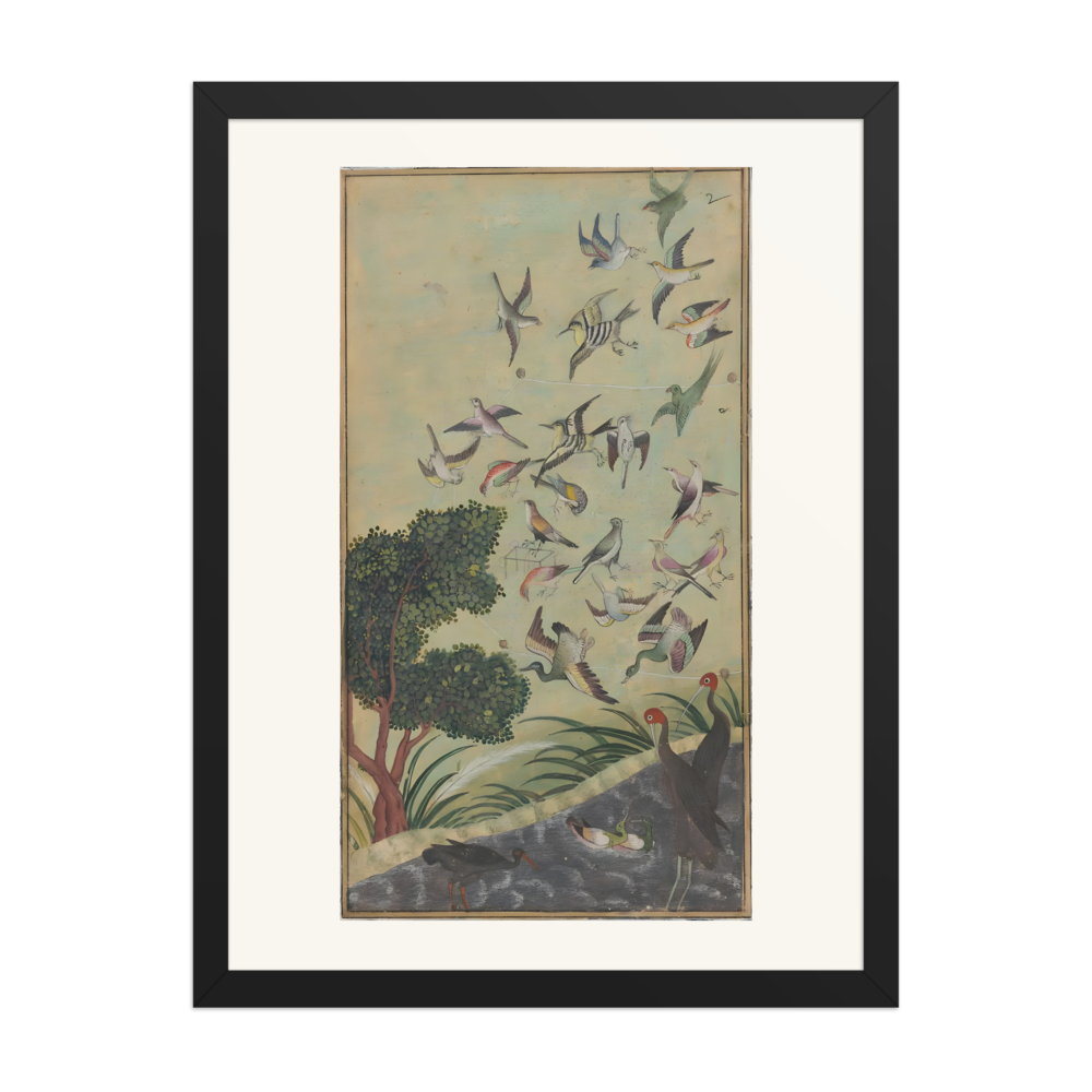 Birds at Baran — view 4