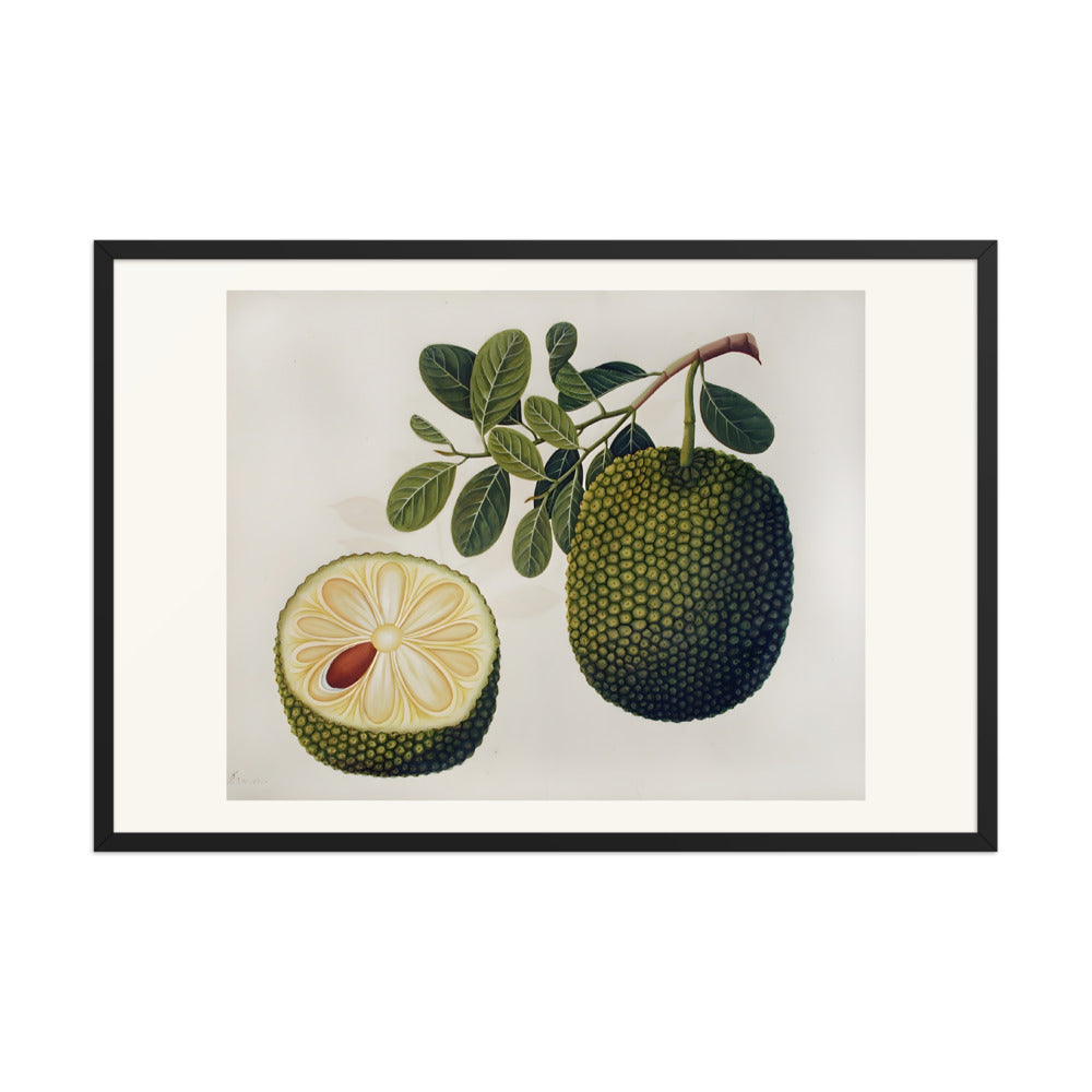 Durian Fruit and Foliage — view 8