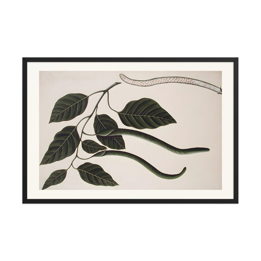 Fruit and leaves of one of the Bignoniaceae — view 8
