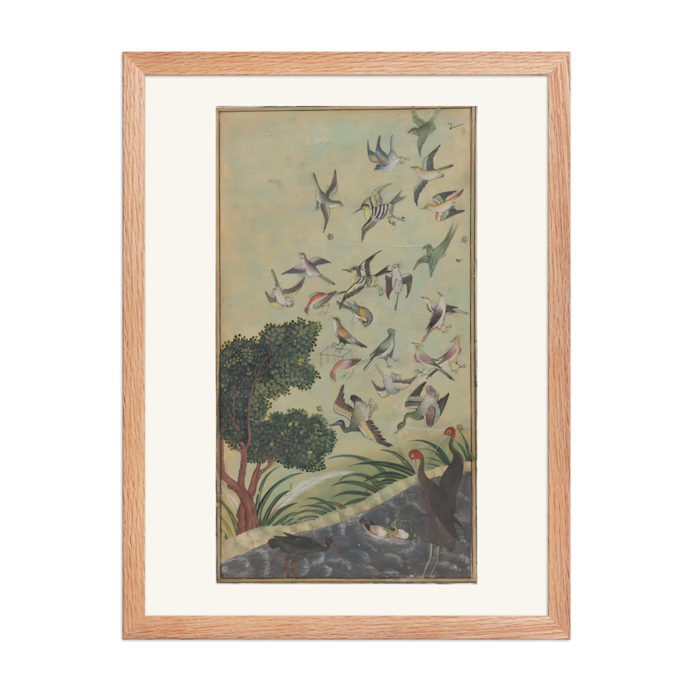 Birds at Baran — view 5