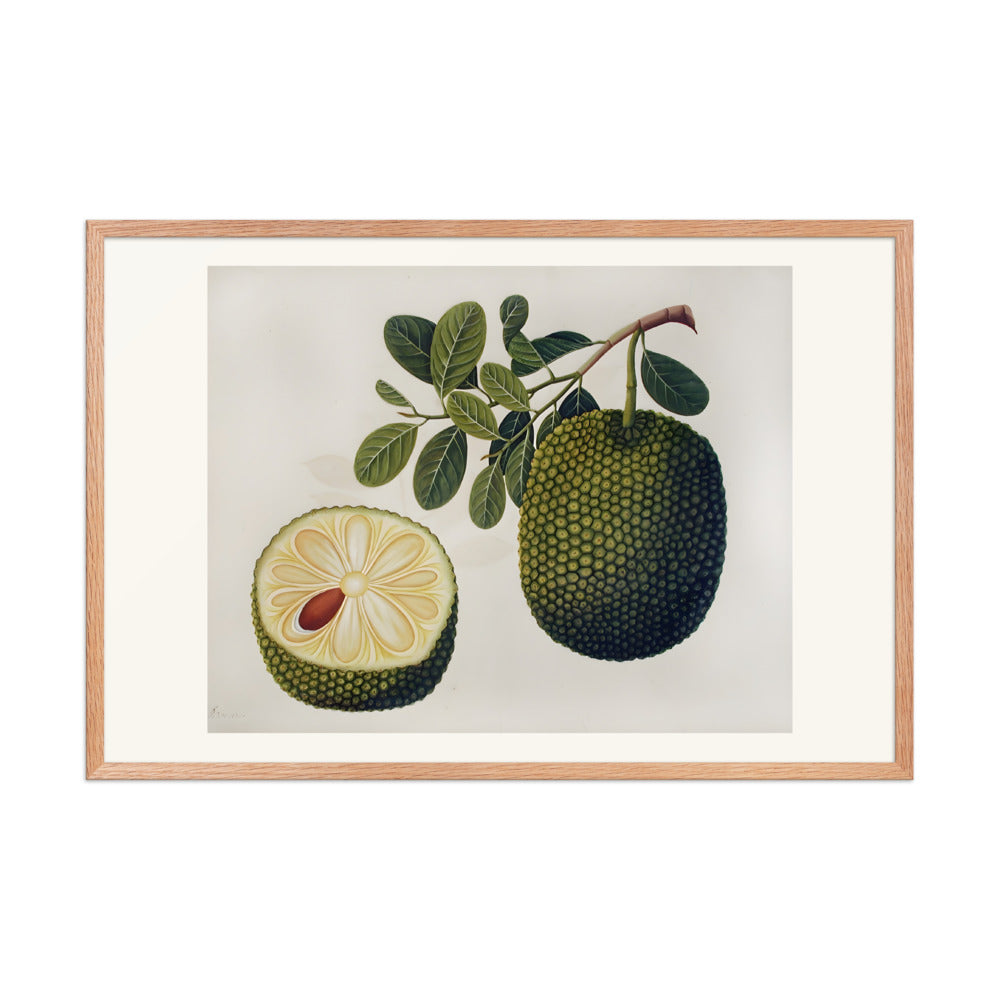 Durian Fruit and Foliage — view 9