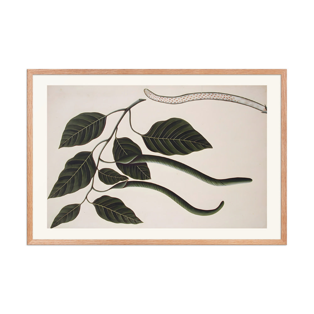 Fruit and leaves of one of the Bignoniaceae — view 9