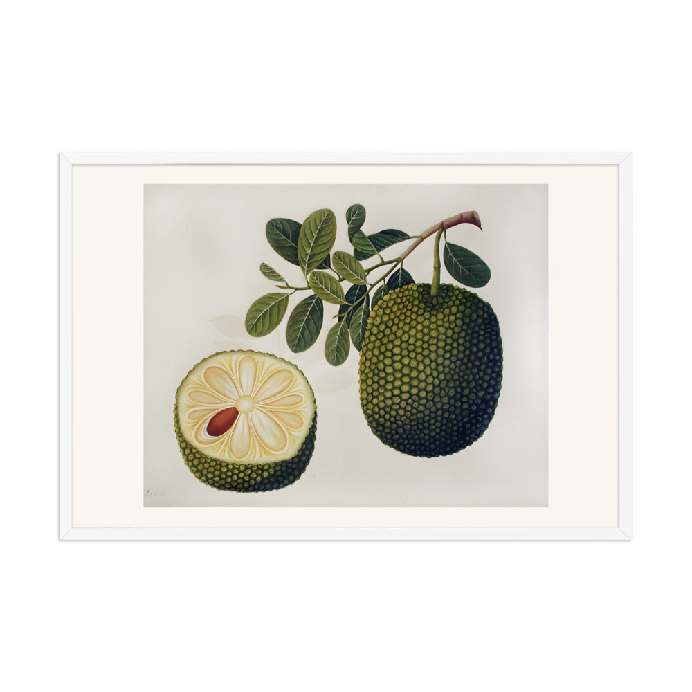 Durian Fruit and Foliage — view 10