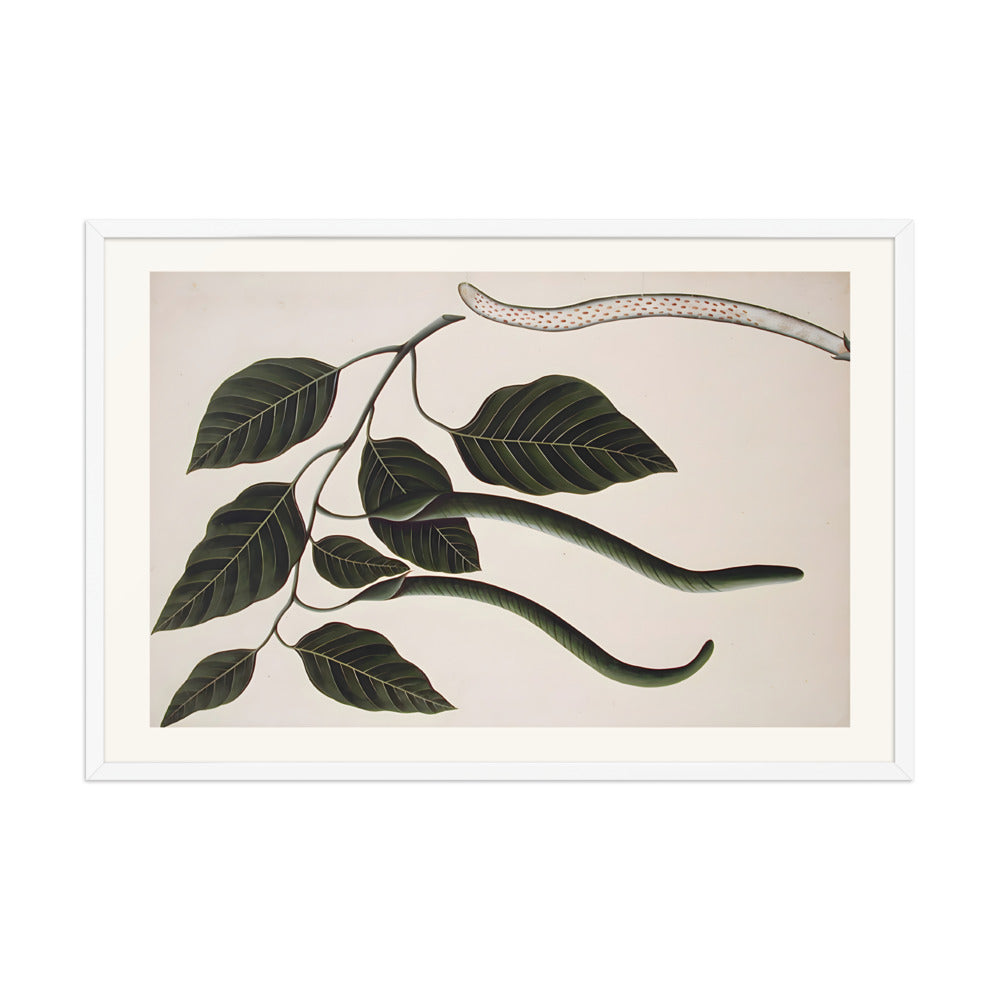 Fruit and leaves of one of the Bignoniaceae — view 10