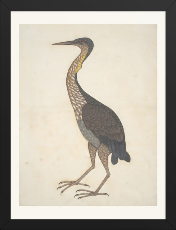 Study of a Purple Heron — Restored Indian Court Wall Art — view 8
