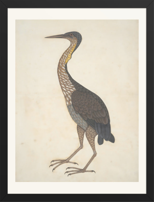 Study of a Purple Heron — Restored Indian Court Wall Art — view 9